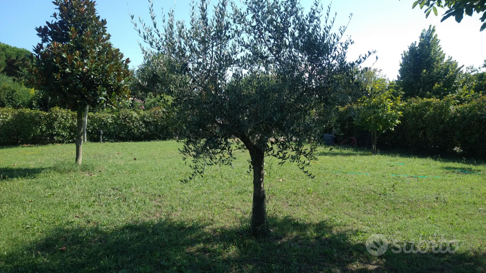 3 terreni non edificabili a lido di classe - Vista 3