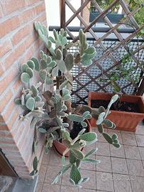 opuntia microdasys (cactus orecchie di coniglio)