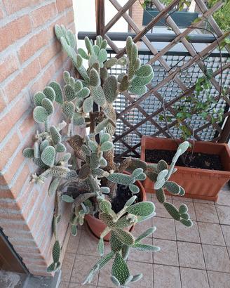 opuntia microdasys (cactus orecchie di coniglio)