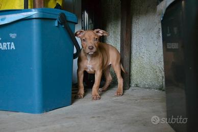 Ultima cucciola di pitbull