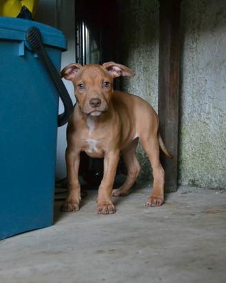 Ultima cucciola di pitbull