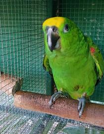 Amazzone fronte gialla del Suriname