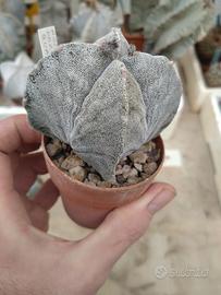 Astrophytum myriostigma 'Onzuka' quadricostatum