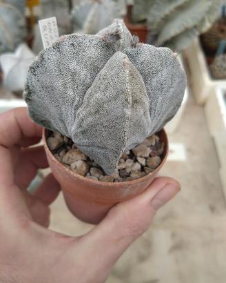 Astrophytum myriostigma 'Onzuka' quadricostatum
