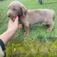 Bassotto Nano Isabella maschio