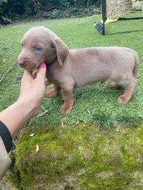 Bassotto Nano Isabella maschio