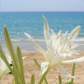 PROMO Splendida casa vista mare bandiera blu