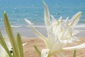 PROMO Splendida casa vista mare bandiera blu