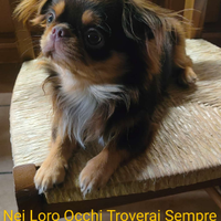 Maschio chihuahua per accoppiamento