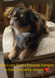 Maschio chihuahua per accoppiamento