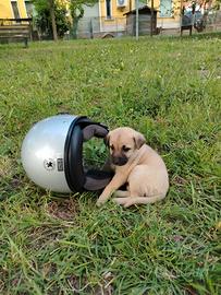 Cuccioli simil Labrador
