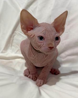 Sphynx