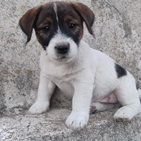 Cuccioli di Jack Russell Terrier