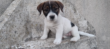 Cuccioli di Jack Russell Terrier