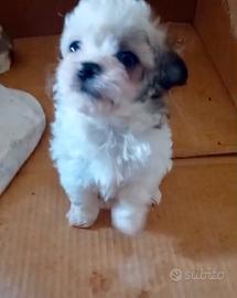 Cuccioli così carini e belli