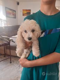 cucciola di maltese