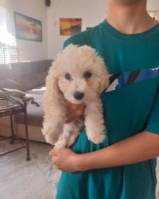 cucciola di maltese