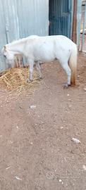 Pony maschietto
