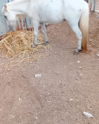 Pony maschietto