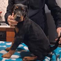 Dobermann