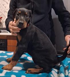 Dobermann