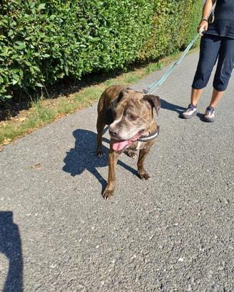 THOR simil Boxer ADOZIONE