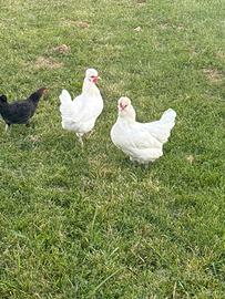 Galline ovaiole 1 anno