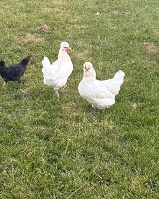 Galline ovaiole 1 anno