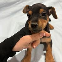 Pinscher nano