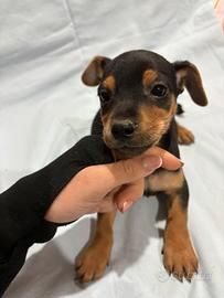 Pinscher nano
