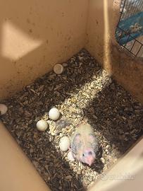 Calopsite pullo da allevare a mano