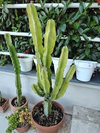 Grande Euphorbia ingens vaso di terracotta 140 cm