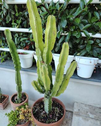 Grande Euphorbia ingens vaso di terracotta 140 cm