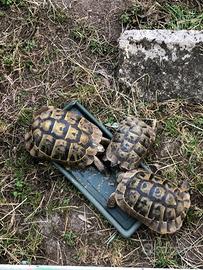 Tartarughe di terra graeca ibera femmine