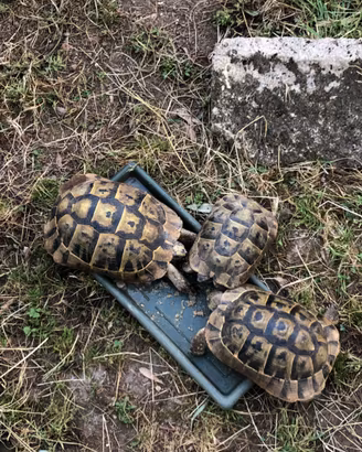 Tartarughe di terra graeca ibera femmine