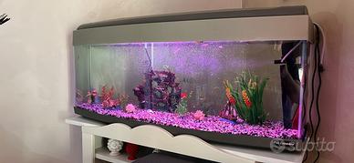 Acquario con vetro curvo