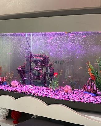 Acquario con vetro curvo