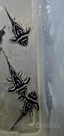 Hypancistrus zebra l46