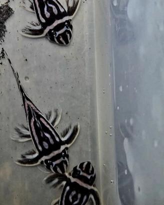 Hypancistrus zebra l46