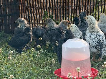 Olivegger Marans e ornamentali incrociati