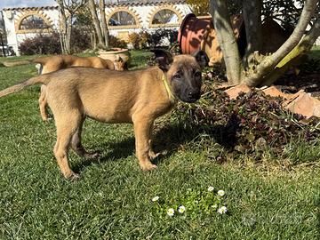Femmine pastore belga Malinois