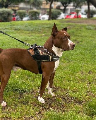 American Pitbull da riproduzione per monta