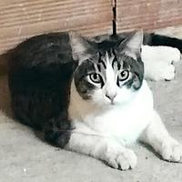 Totò aspira ad una famiglia