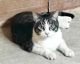 Totò aspira ad una famiglia