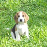Cuccioli Beagle tricolore con Pedigree