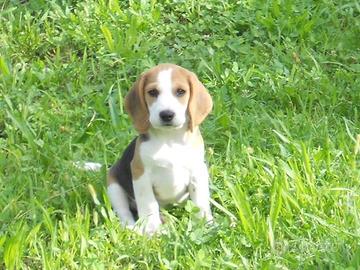 Cuccioli Beagle tricolore con Pedigree