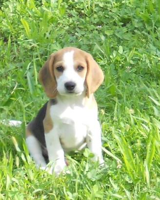Cuccioli Beagle tricolore con Pedigree