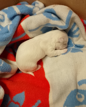 Cucciola maltesina