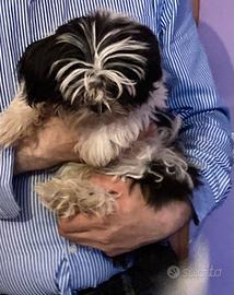 Shitzu Shihtzu Shih Tzu