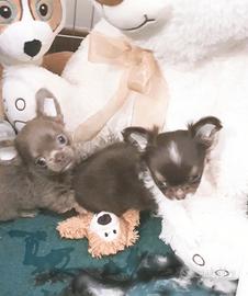 Chihuahua p/l Chocolat e Lilac